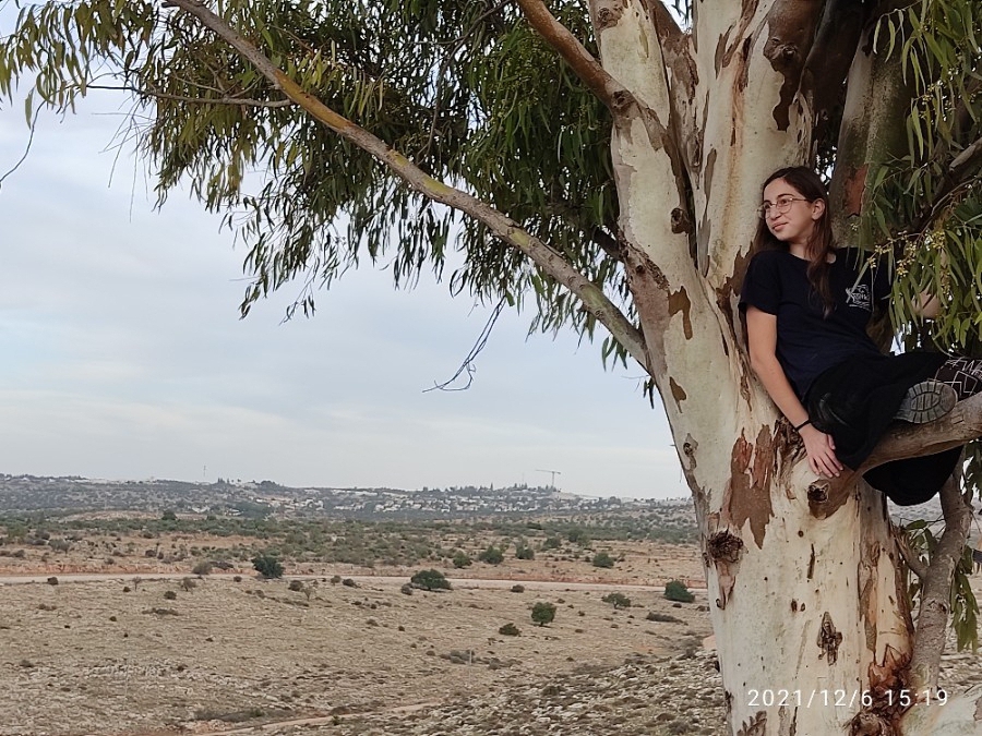 האקליפטוס הבודד - ברקע אלקנה ושערי תקוה (צילום: דודי שטיינר)