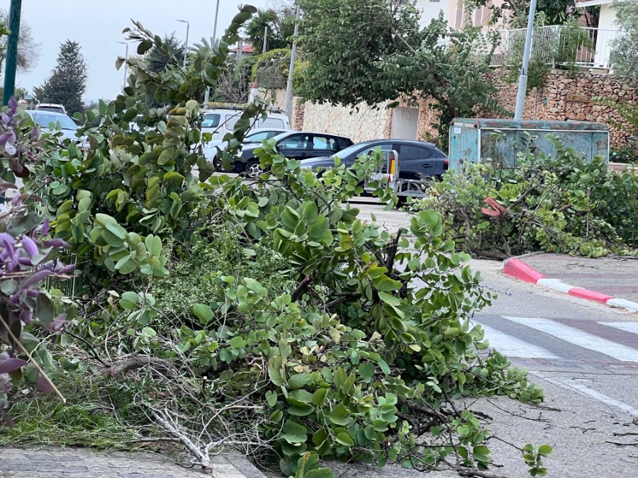 כריתת עצים ב-2 בפברואר 2023 (צילם: שמואל קליין, תושב שכונת ה165)