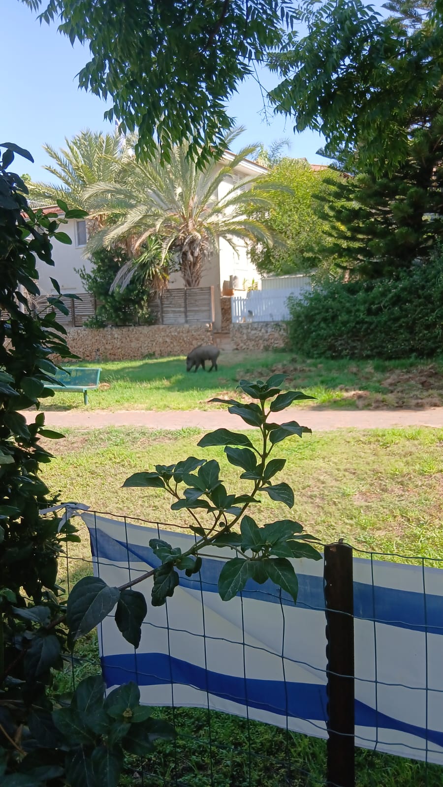 חזיר בר מטייל בואדי בשכונת ה-165. צילמה שולה גרניק (04/07/2025)