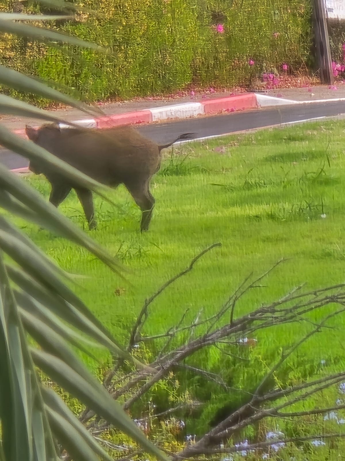 חזיר בר מטייל בואדי בשכונת ה-165. צילמה שרה רייך (06/07/2025)