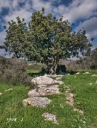 ויטלא ארזי  -אמנית צילום