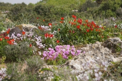 ציפי אהרמן - צלמת אמנותית