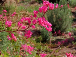 ציפי אהרמן - צלמת אמנותית