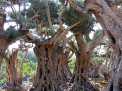 ציפי אהרמן - צלמת אמנותית