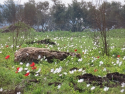 ציפי אהרמן - צלמת אמנותית