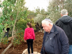 נטיעות טו בשבט