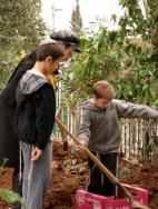 נטיעות טו בשבט