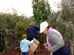 חנה שמרלינג