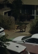 חזיר בר בכניסה לבית ברחוב טורי זהב (13/08/2025)