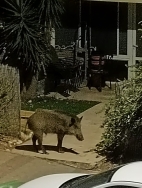 חזיר בר בכניסה לבית ברחוב טורי זהב (13/08/2025)
