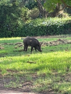 חזיר בר מטייל ליד גן השעשועים בשכונת 165 (15/08/2025)