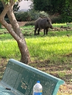 חזיר בר מטייל ליד גן השעשועים בשכונת 165 (15/08/2025)