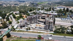 פרוטיאה באלקנה צילום ניתאי שפורן 01-05-2023